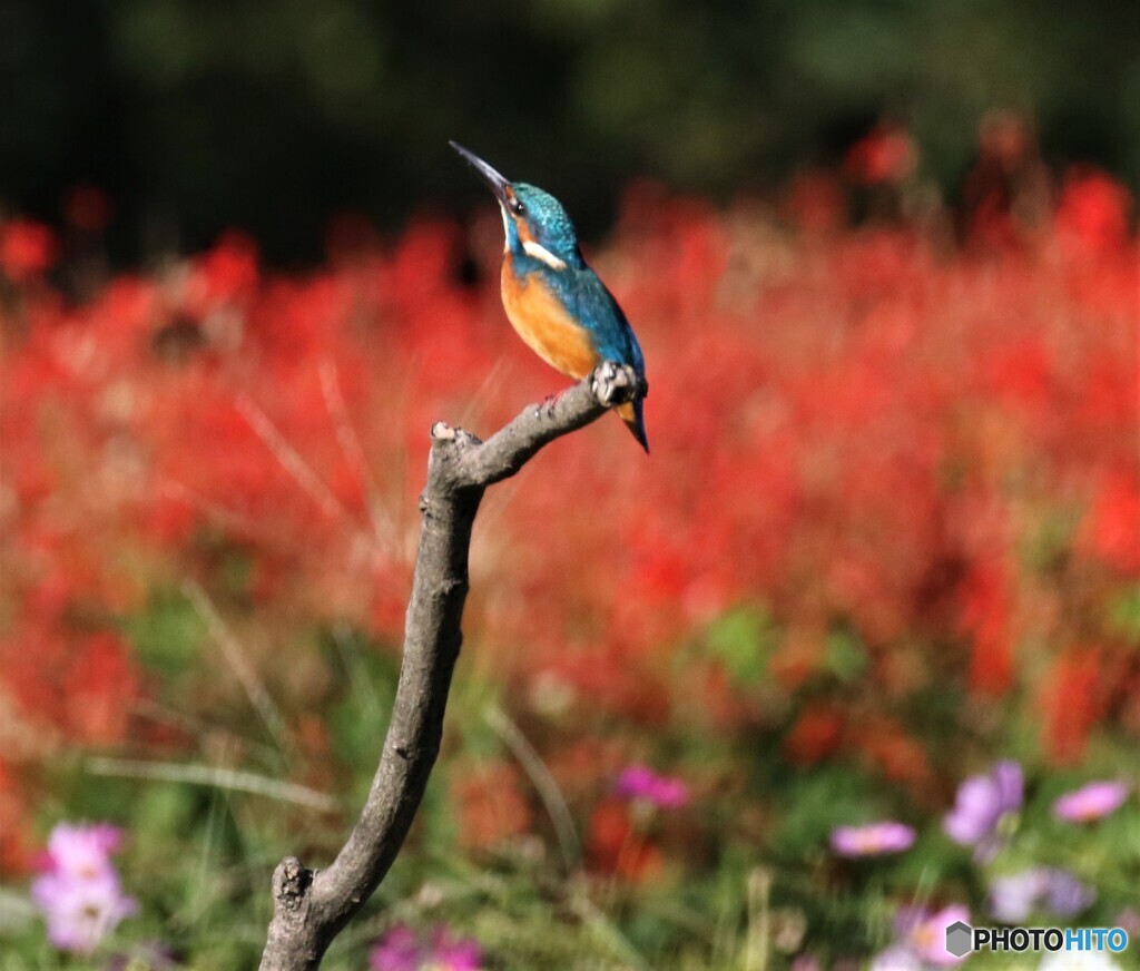 カワセミさん。