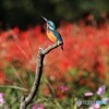 カワセミさん。