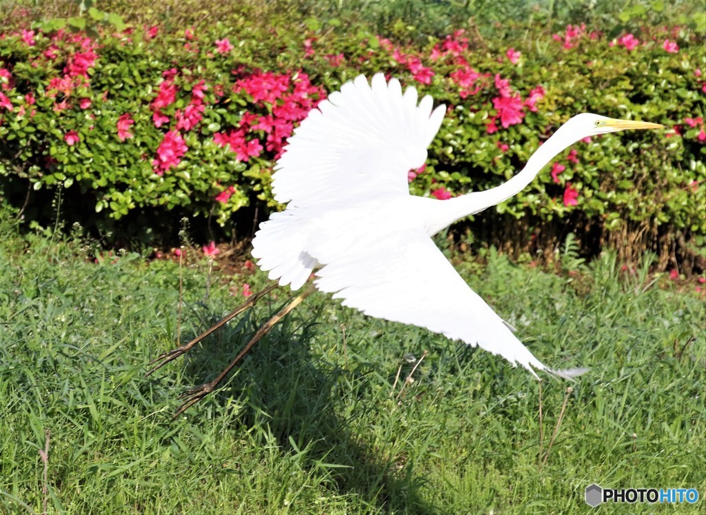 ダイサギさん。