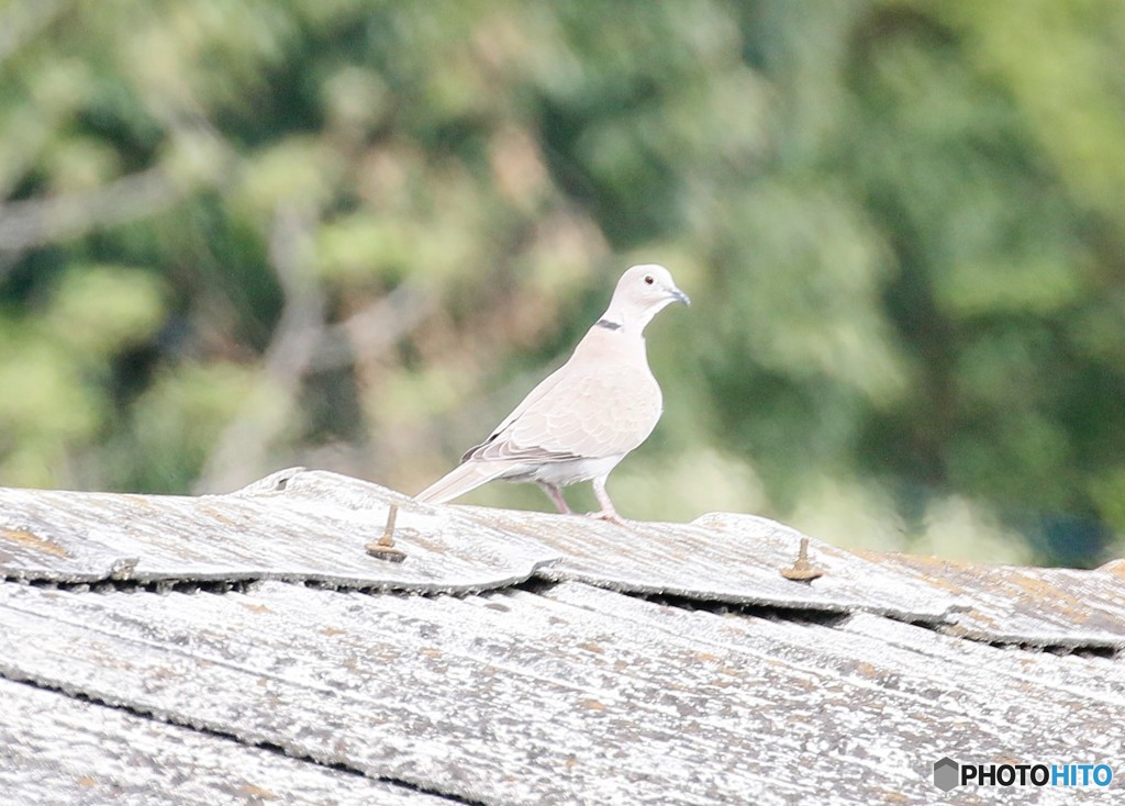 シラコバトさん。