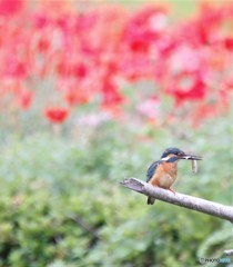 カワセミさん。