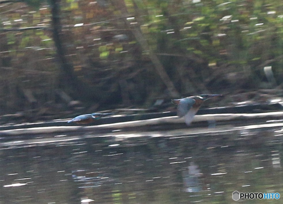 追いかけっこ。②