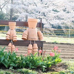 お人形さんの花見。