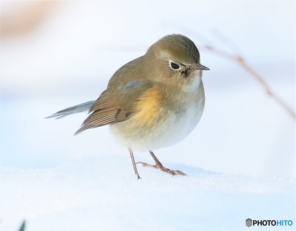 ルリビタキさん。