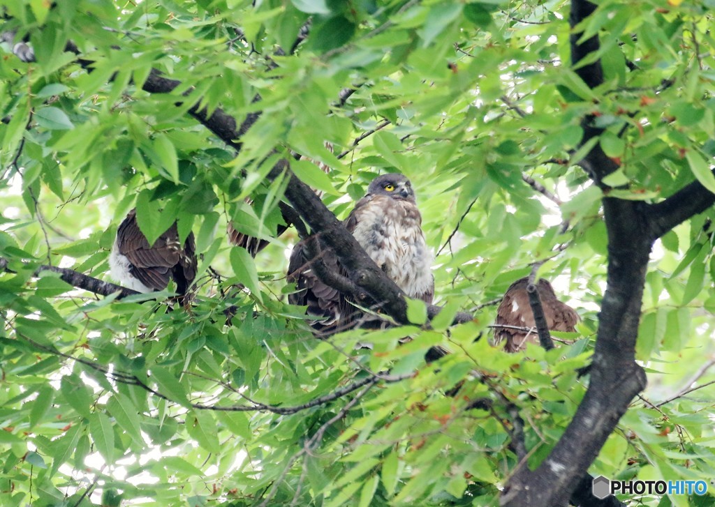 アオバズクご一家・健在。