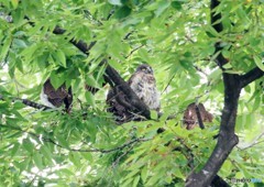 アオバズクご一家・健在。