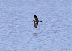 コシジロウミツバメさん。