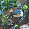 令和元年最後の鳥見鳥撮り⑧。