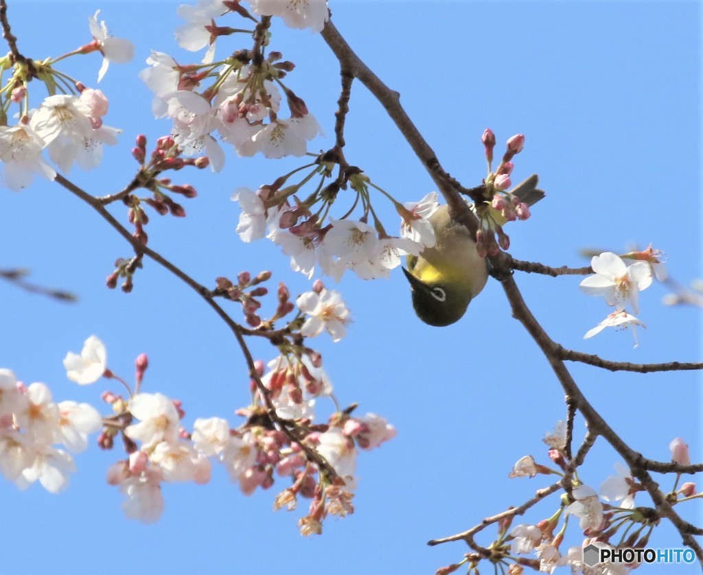 サクラにメジロさん。