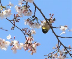 サクラにメジロさん。