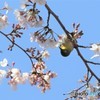サクラにメジロさん。