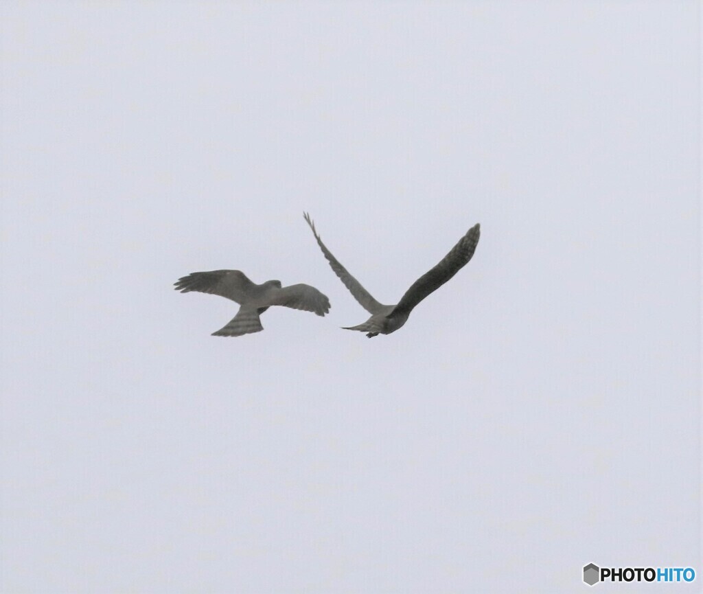 ツミさんの幼鳥。