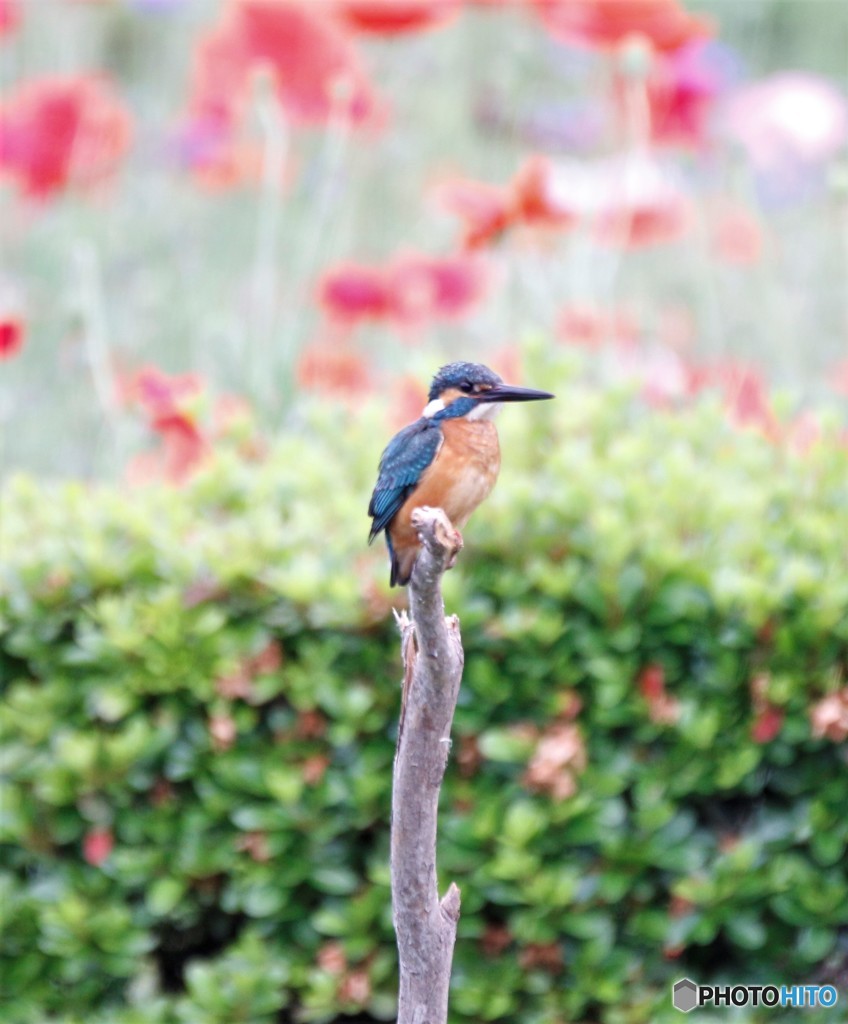 カワセミさん。