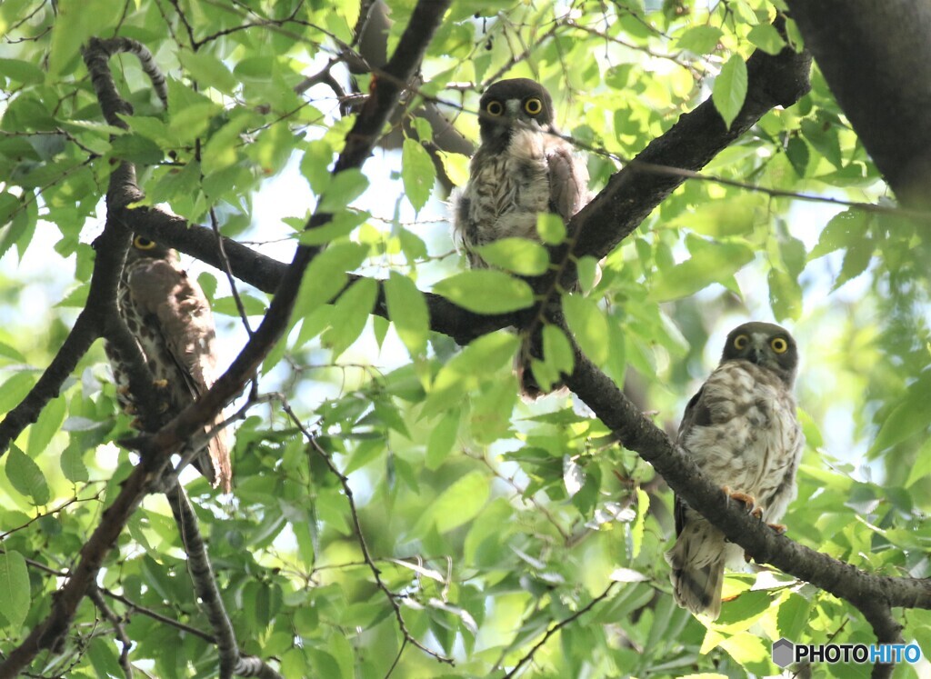 アオバズクさん・お母さんとヒナちゃんたち。