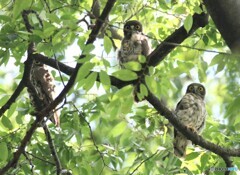 アオバズクさん・お母さんとヒナちゃんたち。