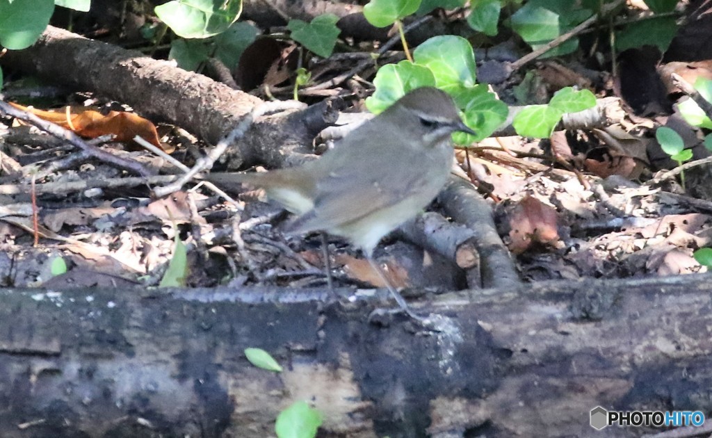 地元公園のノゴマさん。