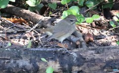 地元公園のノゴマさん。