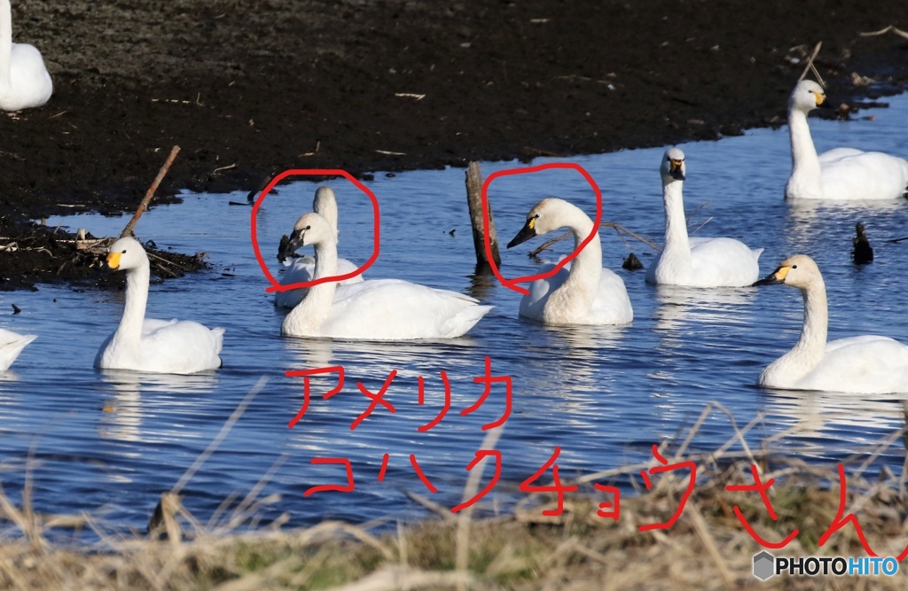 コハクチョウさん。