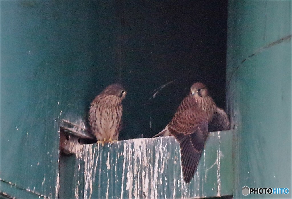 チョウゲンボウさんの親子。