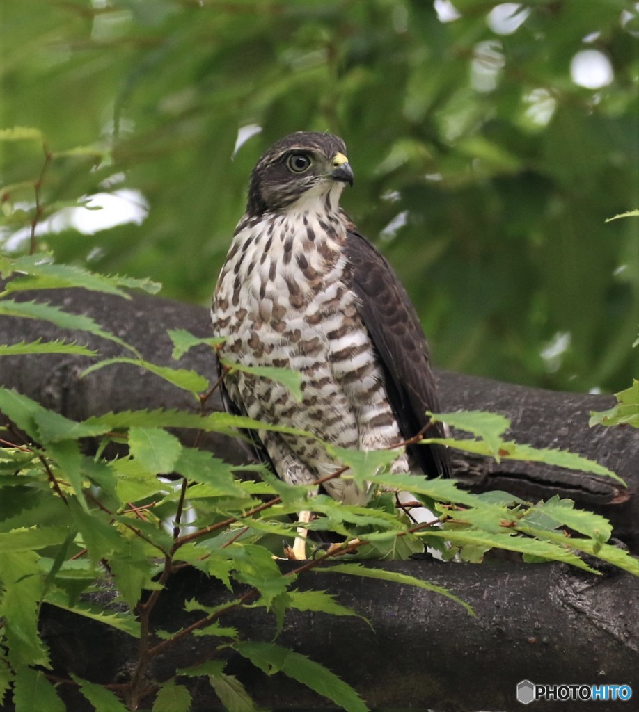 ツミさんの幼鳥。