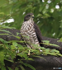 ツミさんの幼鳥。