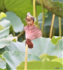 小魚②