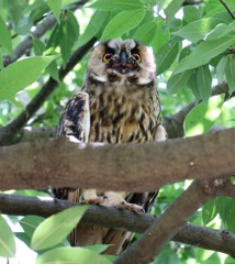 トラフズクさん。