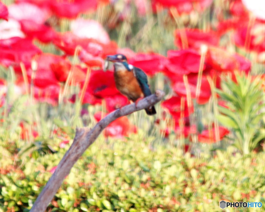 カワセミさん。②