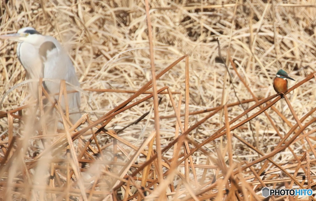 アオサギさんとカワセミくん。