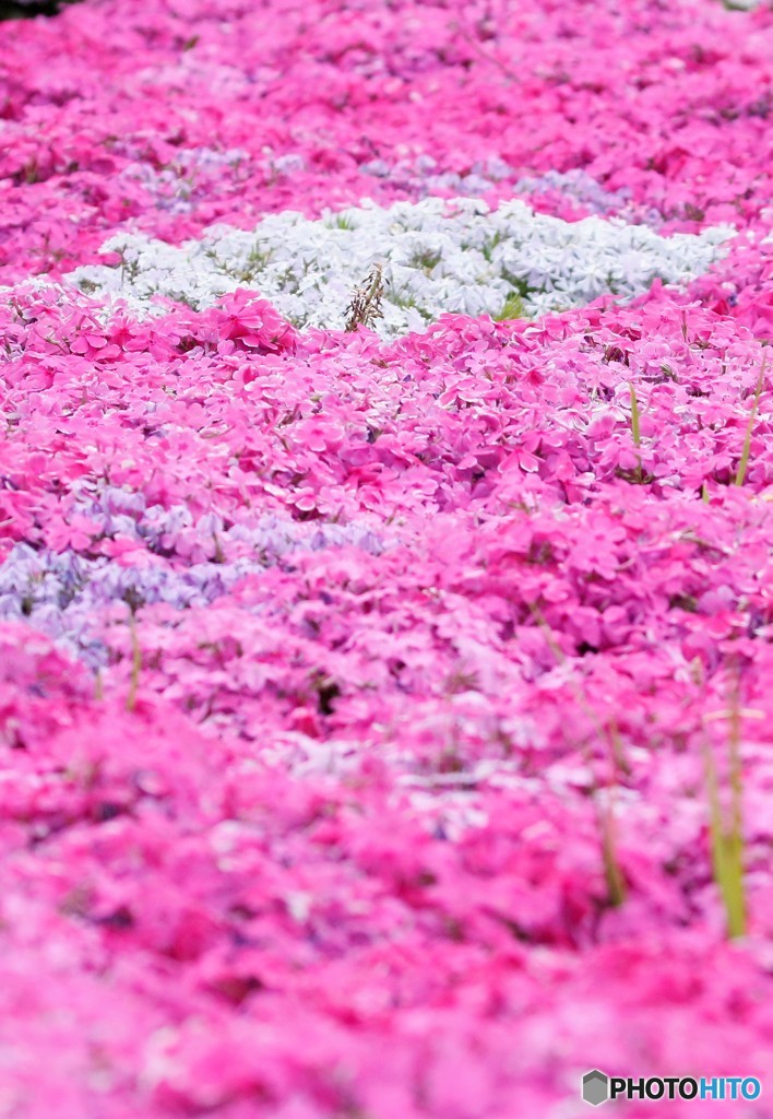 芝桜。