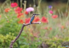 ポピーの花をバックにカワセミさん。