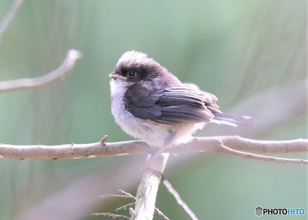 エナガさんのの幼鳥。