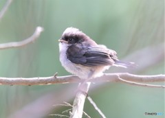 エナガさんのの幼鳥。