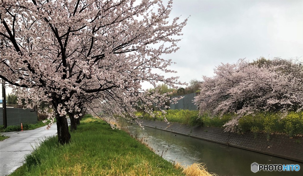 雨のサクラ並木。