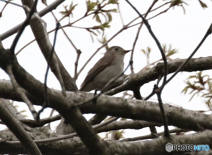 ヒタキ科の野鳥さん。