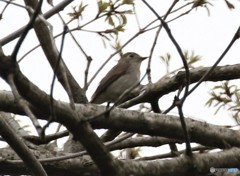 ヒタキ科の野鳥さん。