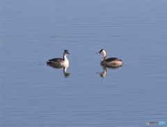 カンムリカイツブリさん。