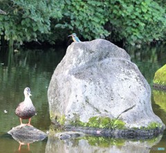 カワセミさんとカルガモさん。