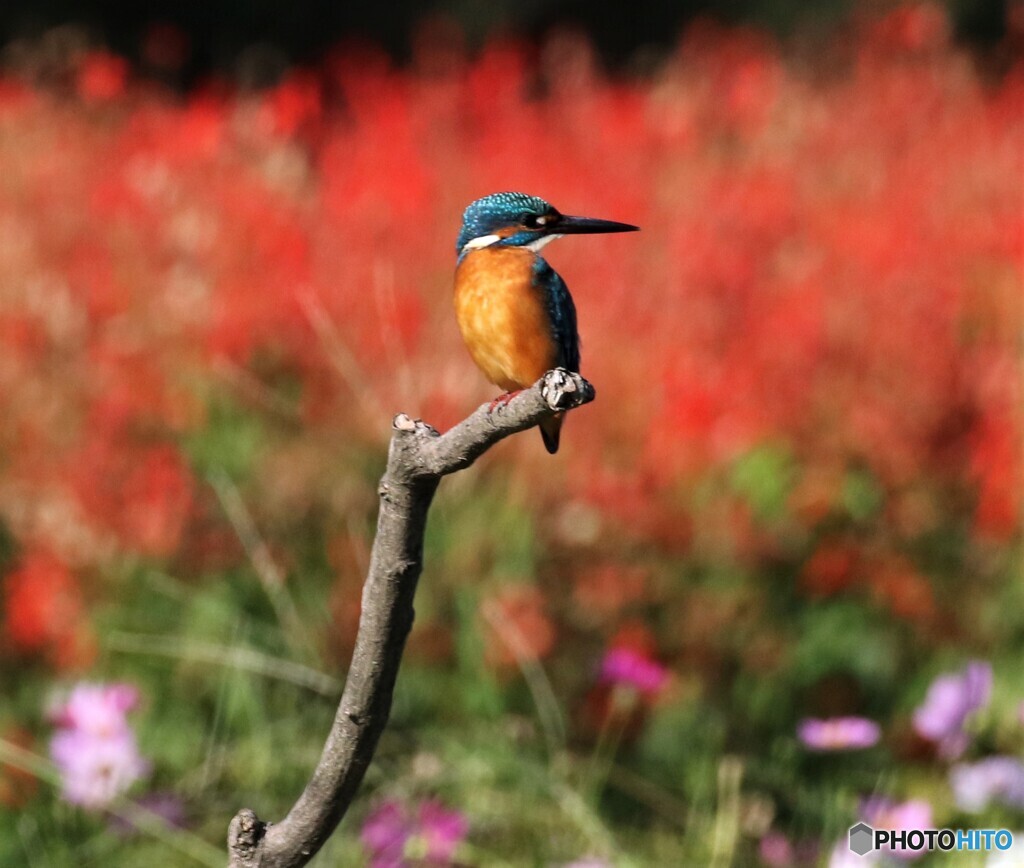 カワセミさん。