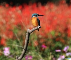 カワセミさん。