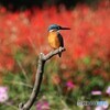 カワセミさん。