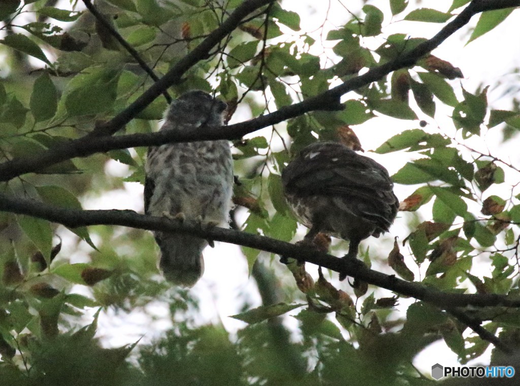 １番子とお母さん。
