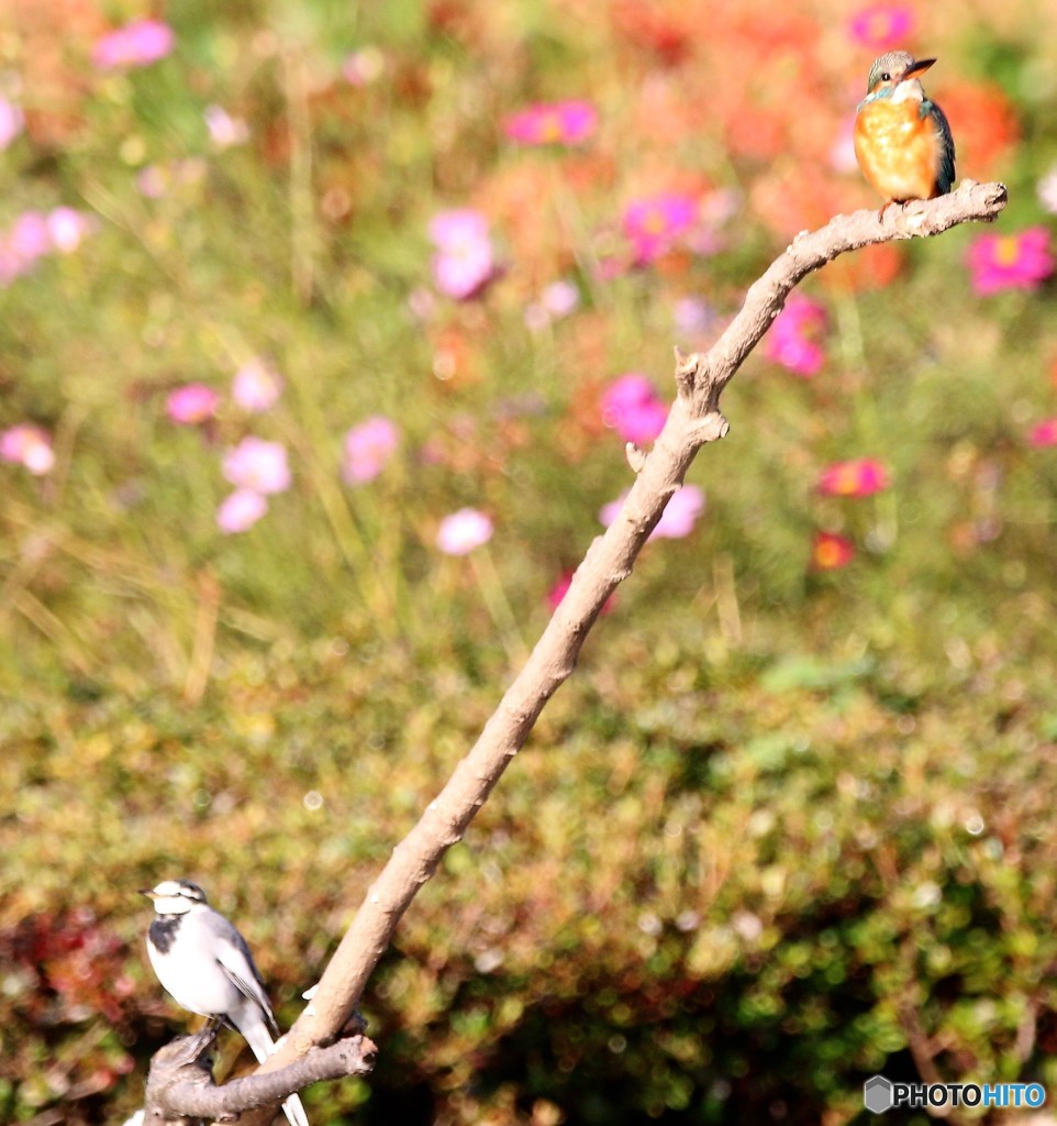 知らん顔して…