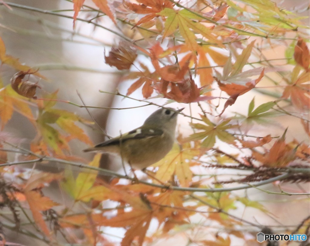 キクイタダキさん。