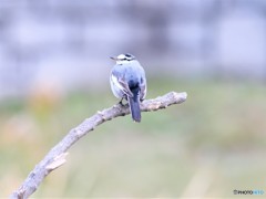定着になつた、ハクセンレイさん。