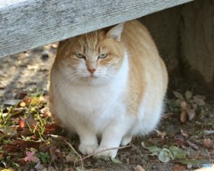 公園のネコさん。