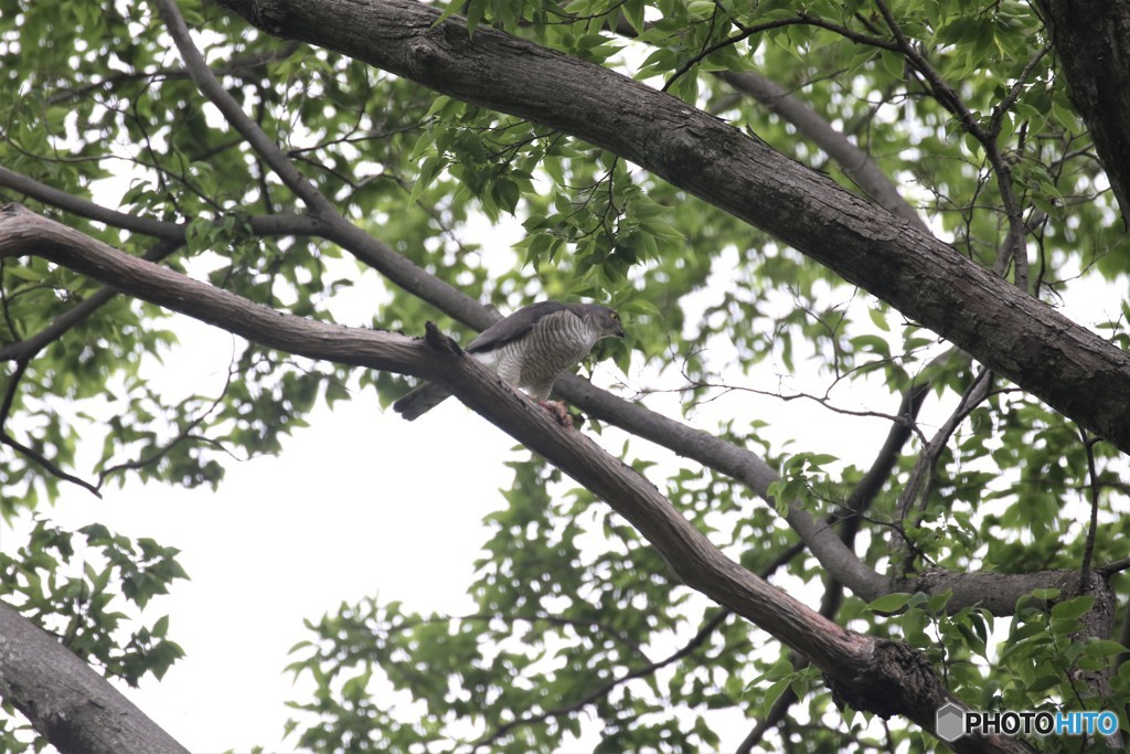 ツミさんのメス・お食事中です。