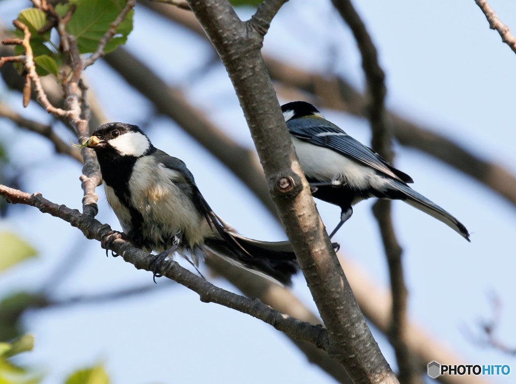 シジュウカラさんの求愛。