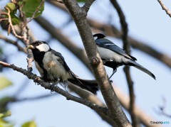 シジュウカラさんの求愛。