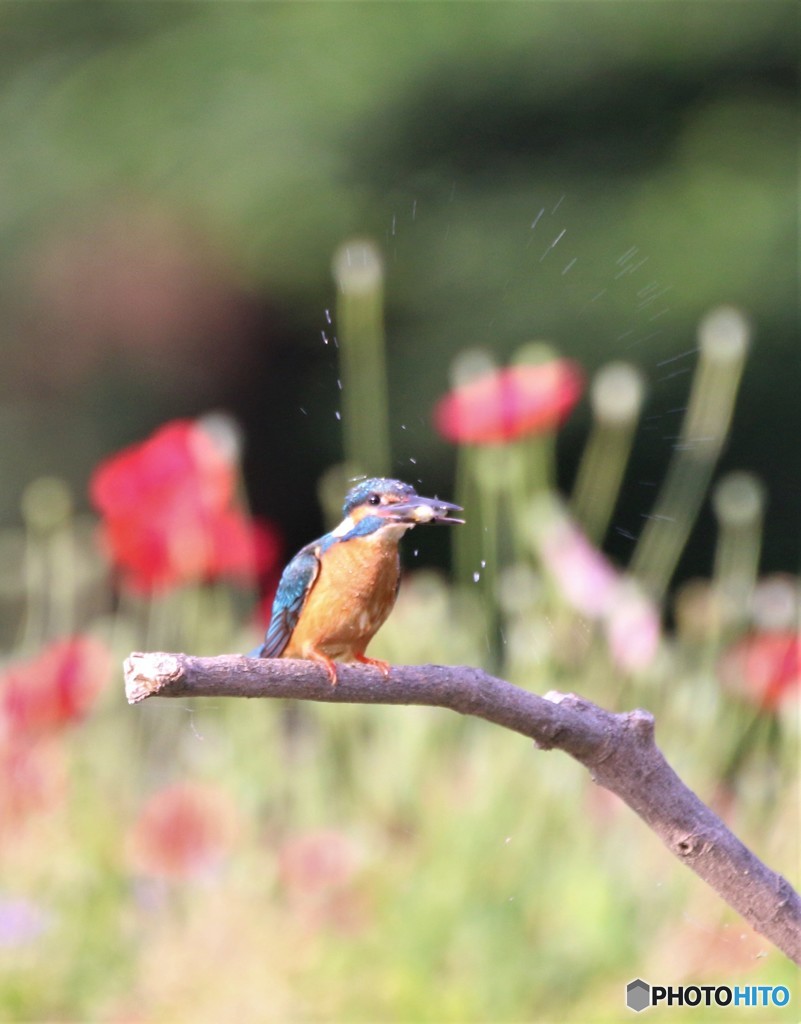 カワセミさん。
